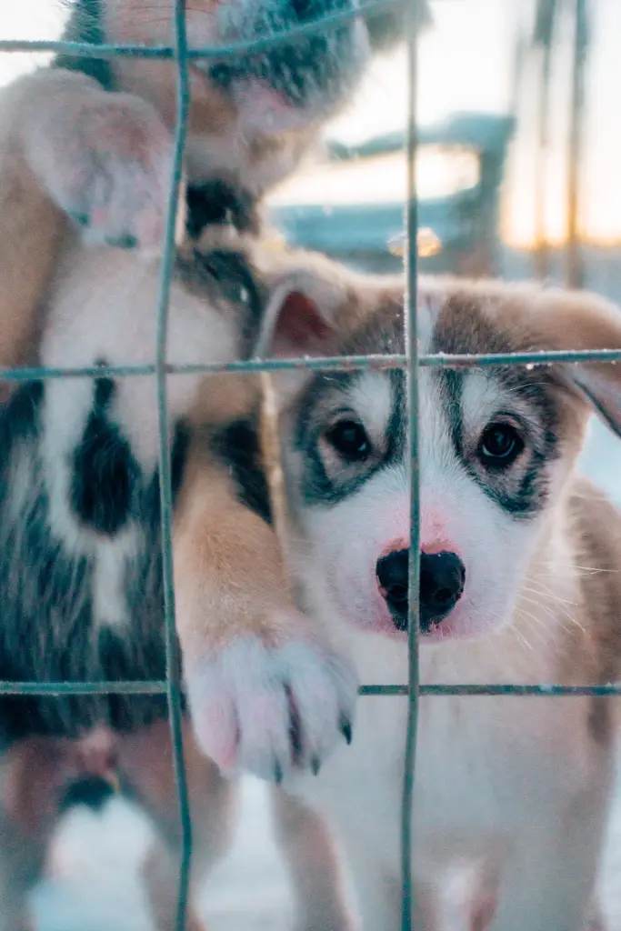 Puppy huskies
