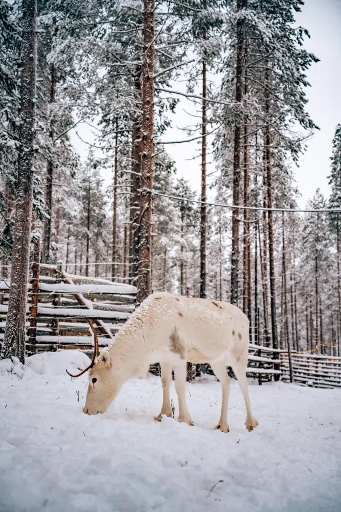 Reindeer standing in the snow