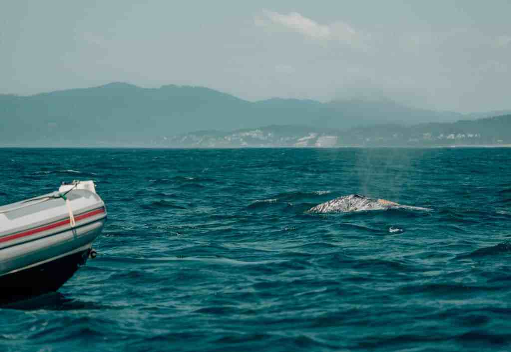 Pacific Northwest whale watching boat with a gray whale surfacing in front of it and blowing out its blowhole