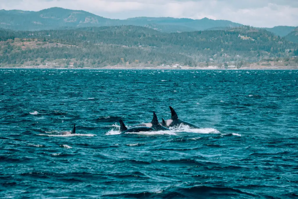 5 Places to Go Whale Watching in the Pacific Northwest
