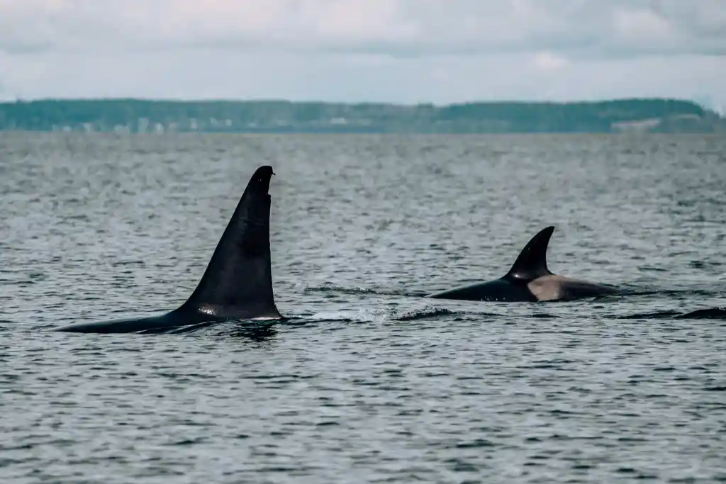 Large male orca fin next to a smaller orca surfacing