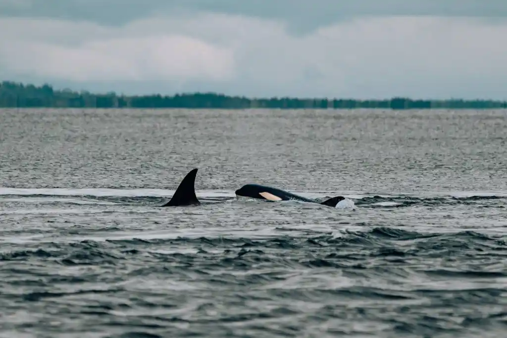 Baby orca surfacing next to mother in San Juan Islands