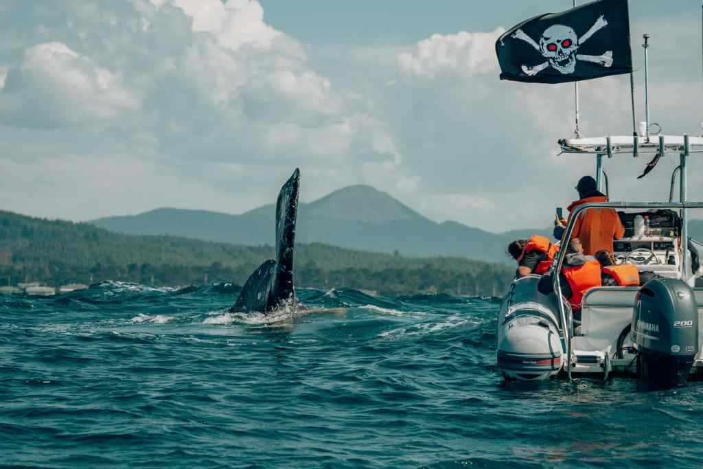 Whale watching boat in the Pacific Northwest with a whale tail sticking out