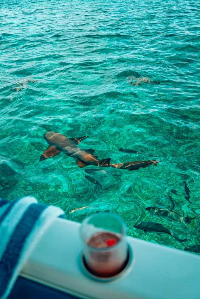 Cocktail sitting in a drink holder on a boat looking out to the water with a shark in it
