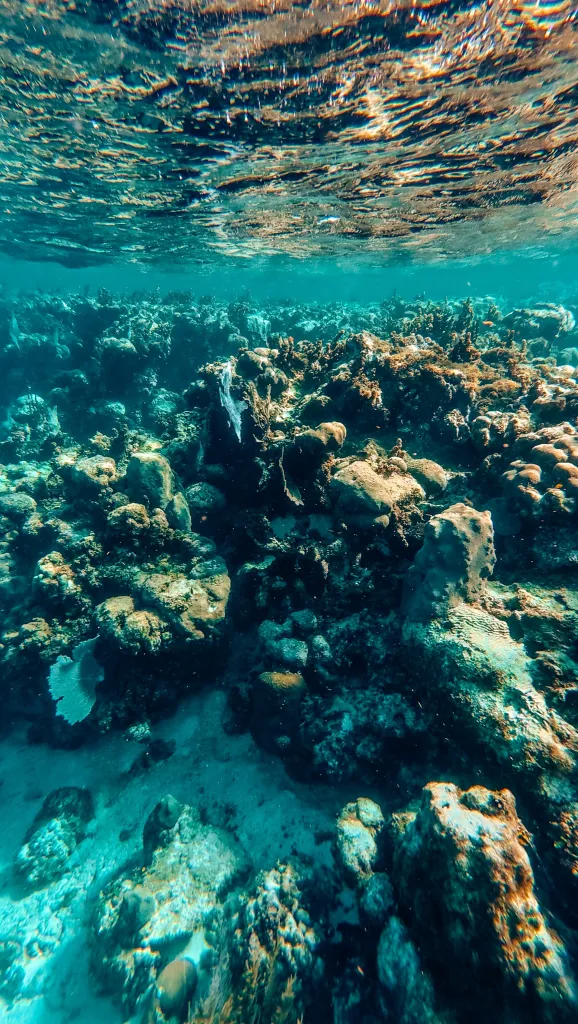 Barrier reef underwater in Belize's Hol Chan Marine Reserve