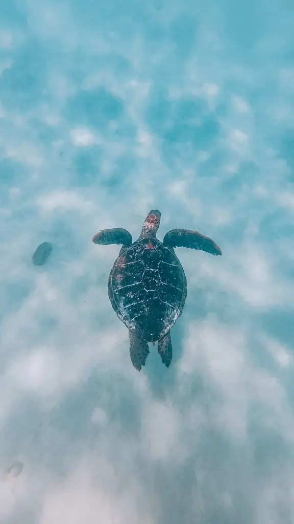 A sea turtle from above in Hol Chan Marine Reserve Belize