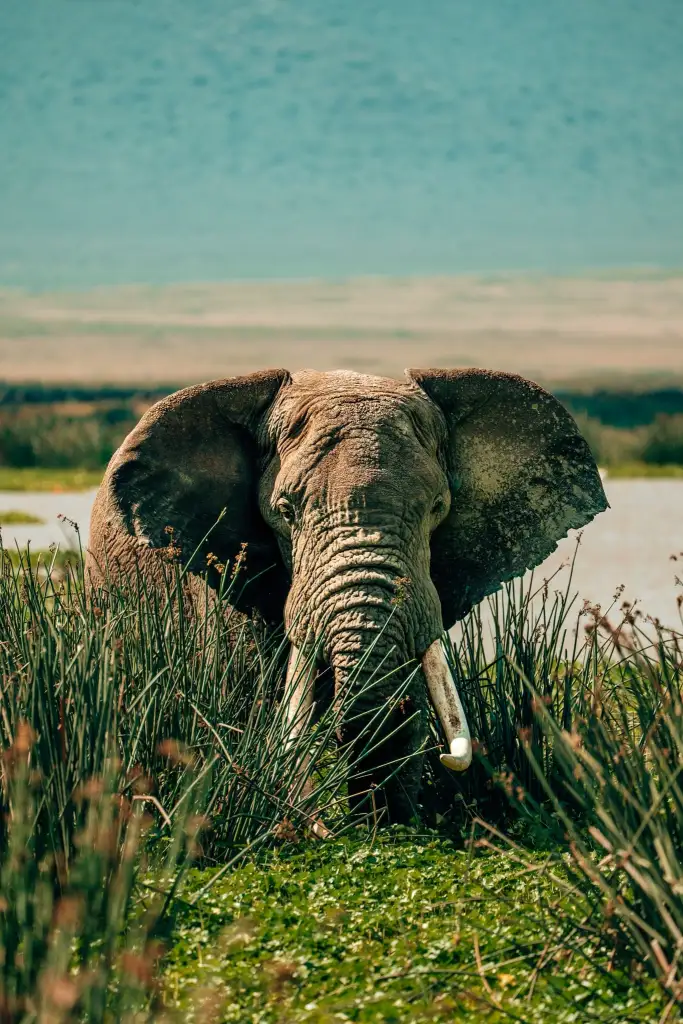 Elephant standing in the green grass in Tanzania's Ngorongoro Crater
