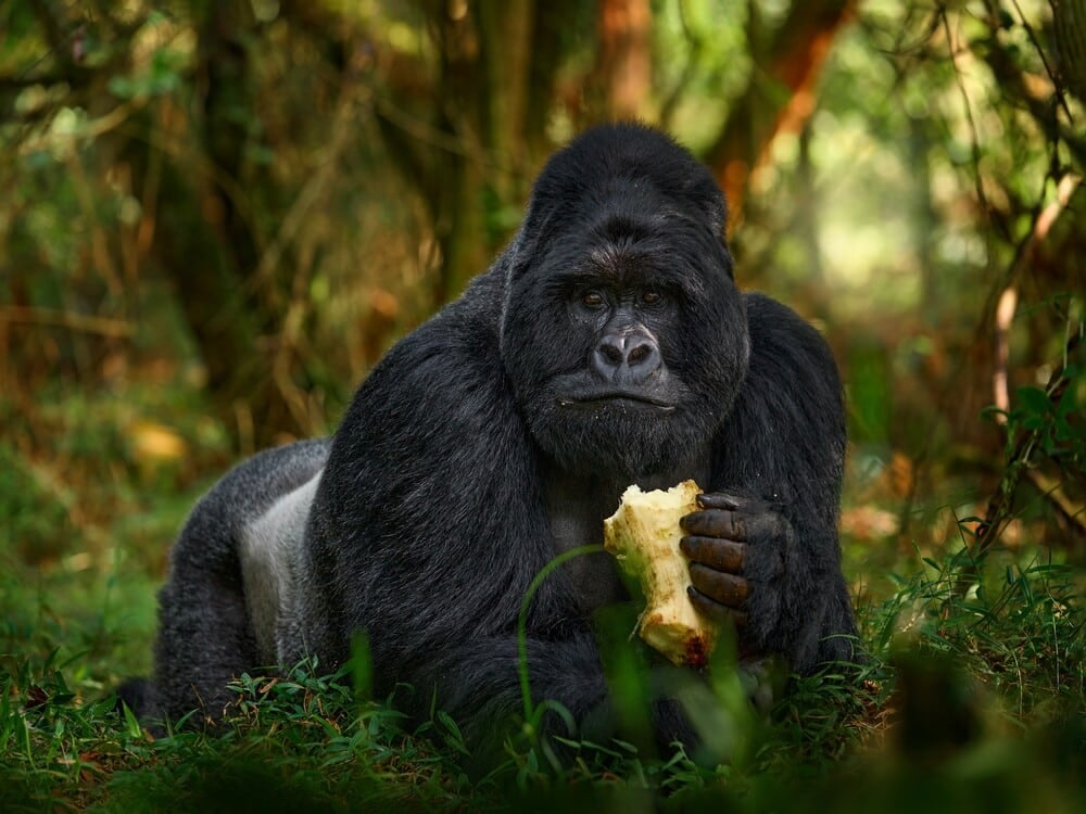 gorilla holding a fruit staring at the camera