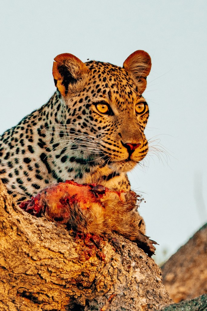 leopard sitting in a tree looking away with its meal