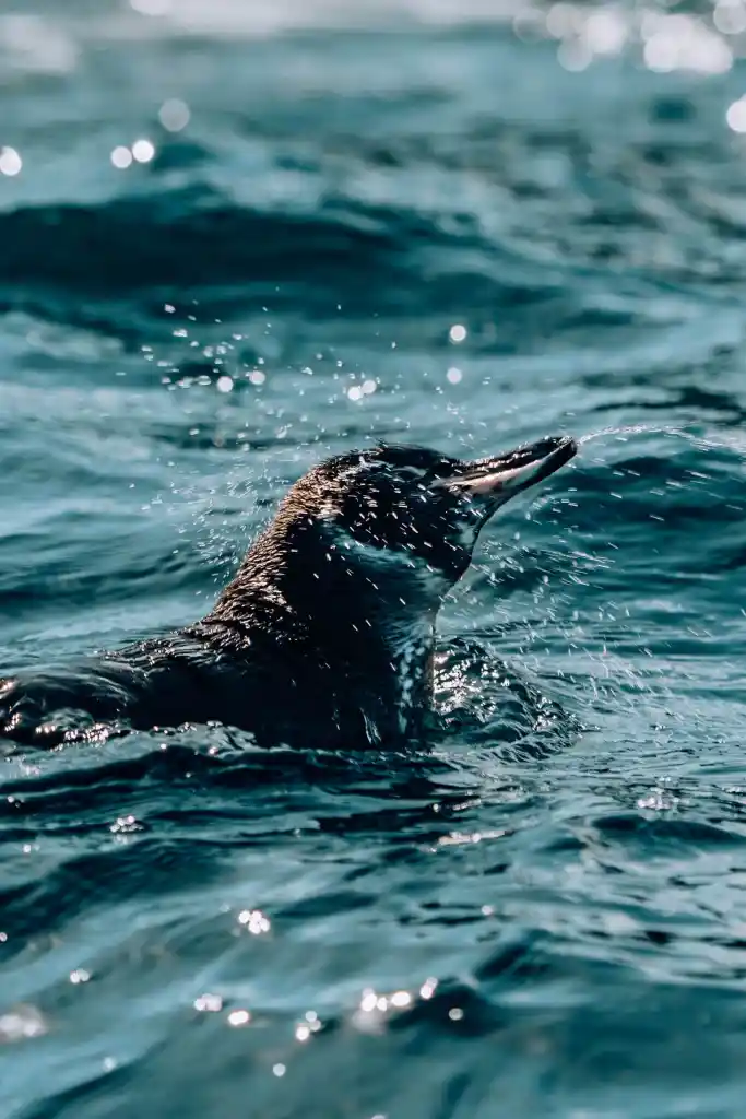small penguin shaking head
