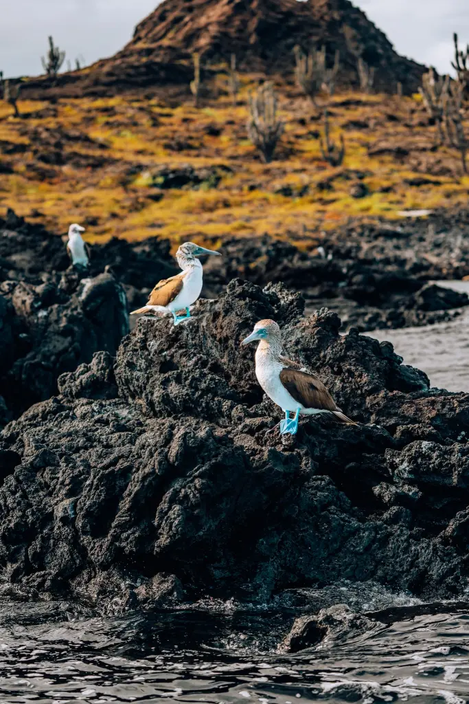 3 blue footed boobies standing on a rock