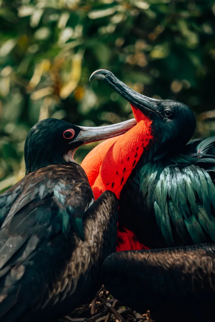 2 frigatebirds flirting with 1 expanded red neck