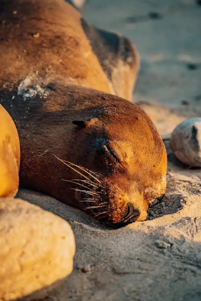 sea lion asleep on the sand