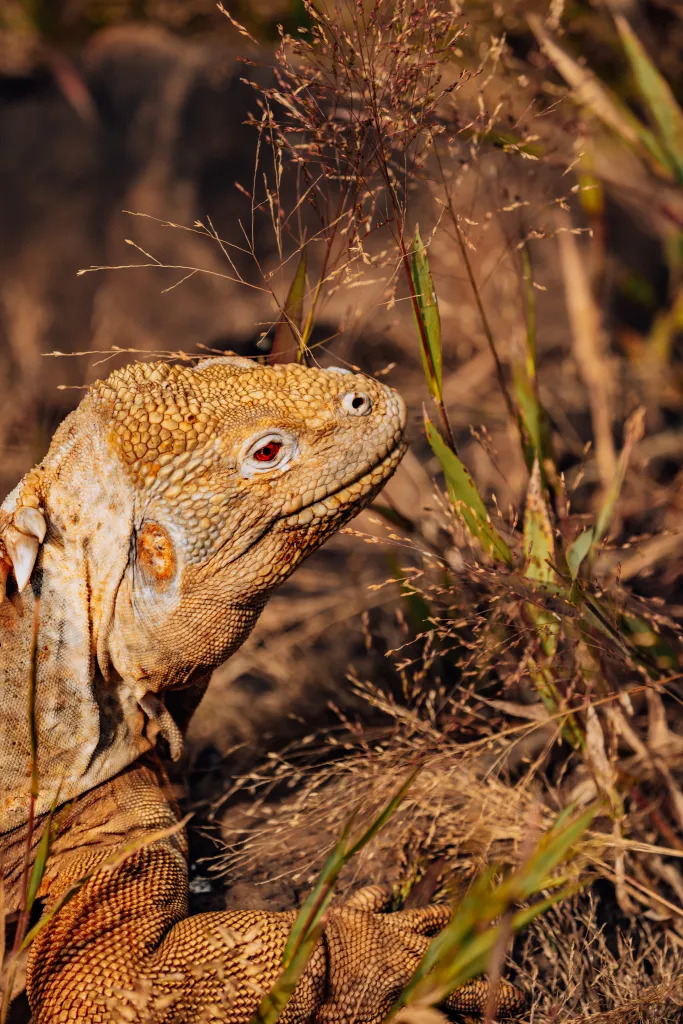 face of yellow iguana in galapagos islands