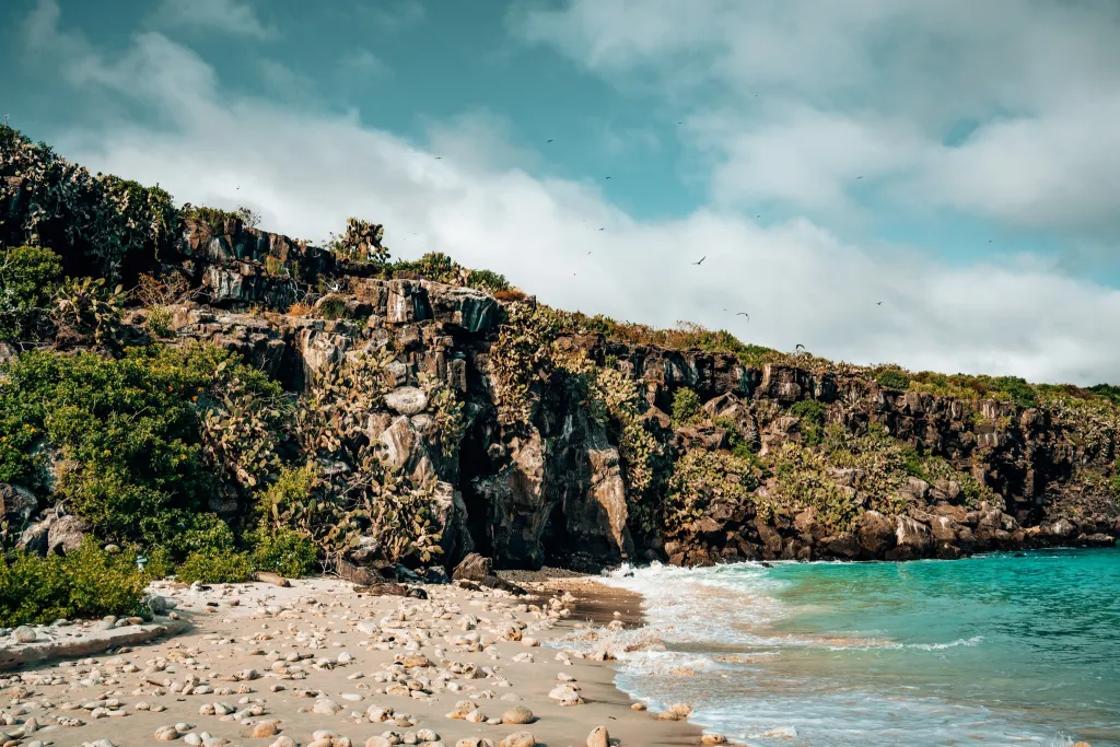 sea lions lying on a rocky beach